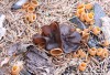 řasnatka (Houby), Plicaria endocarpoides, Pezizaceae (Fungi)